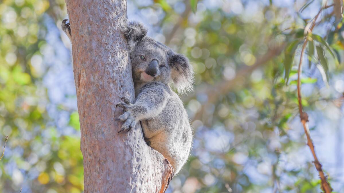 The Port Stephens Koala Hospital is currently home to 22 koalas. Picture supplied