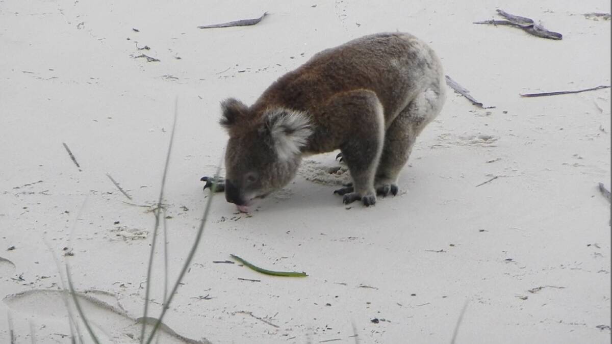 A koala licks sand. 