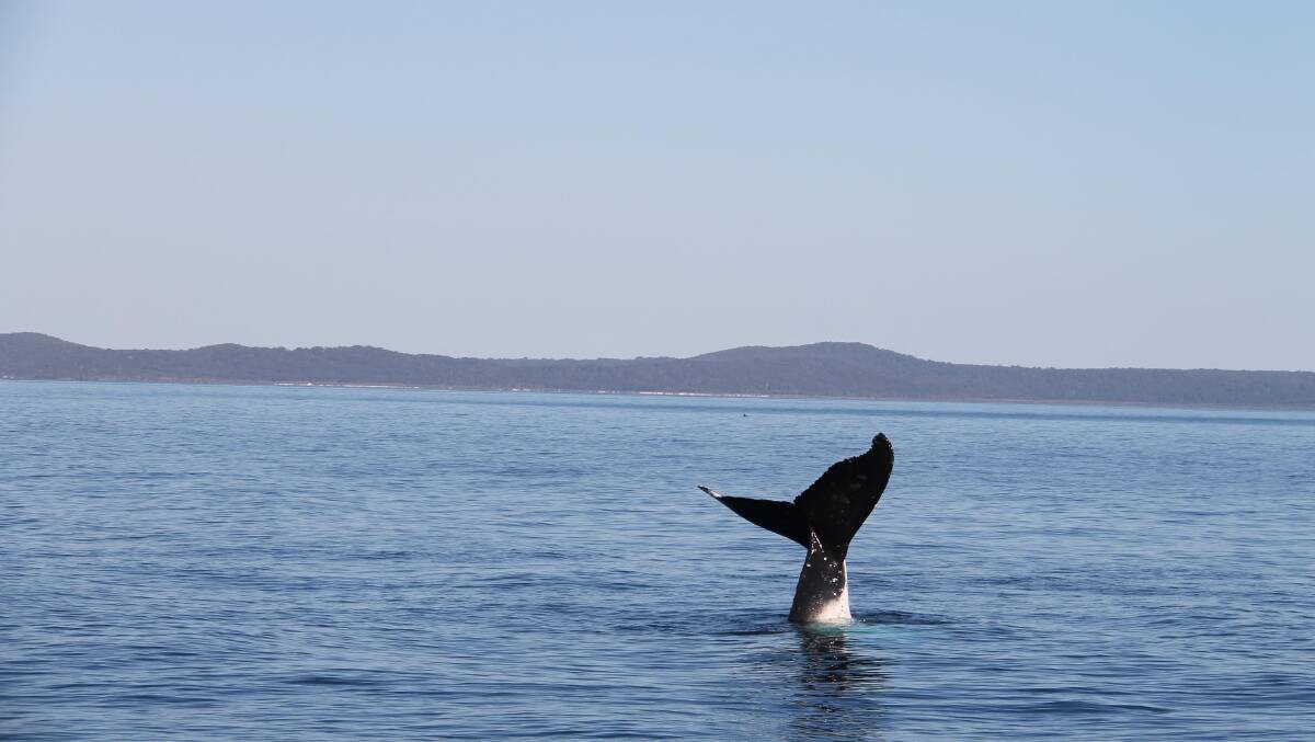 Hervey Bay is a cetacean playground … whales just want to have fun.