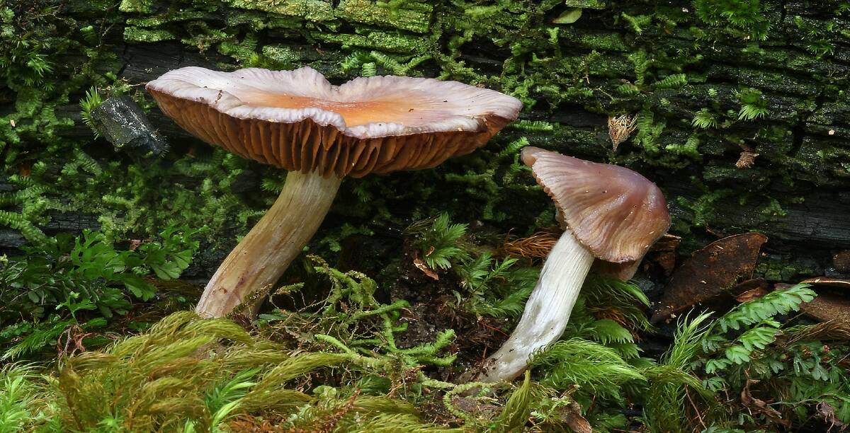 TIS THE SEASON: Fungi have begun to appear. There is plenty of time to visit our rainforests and enjoy the great colours in wet conditions. Picture: Jim Thomson