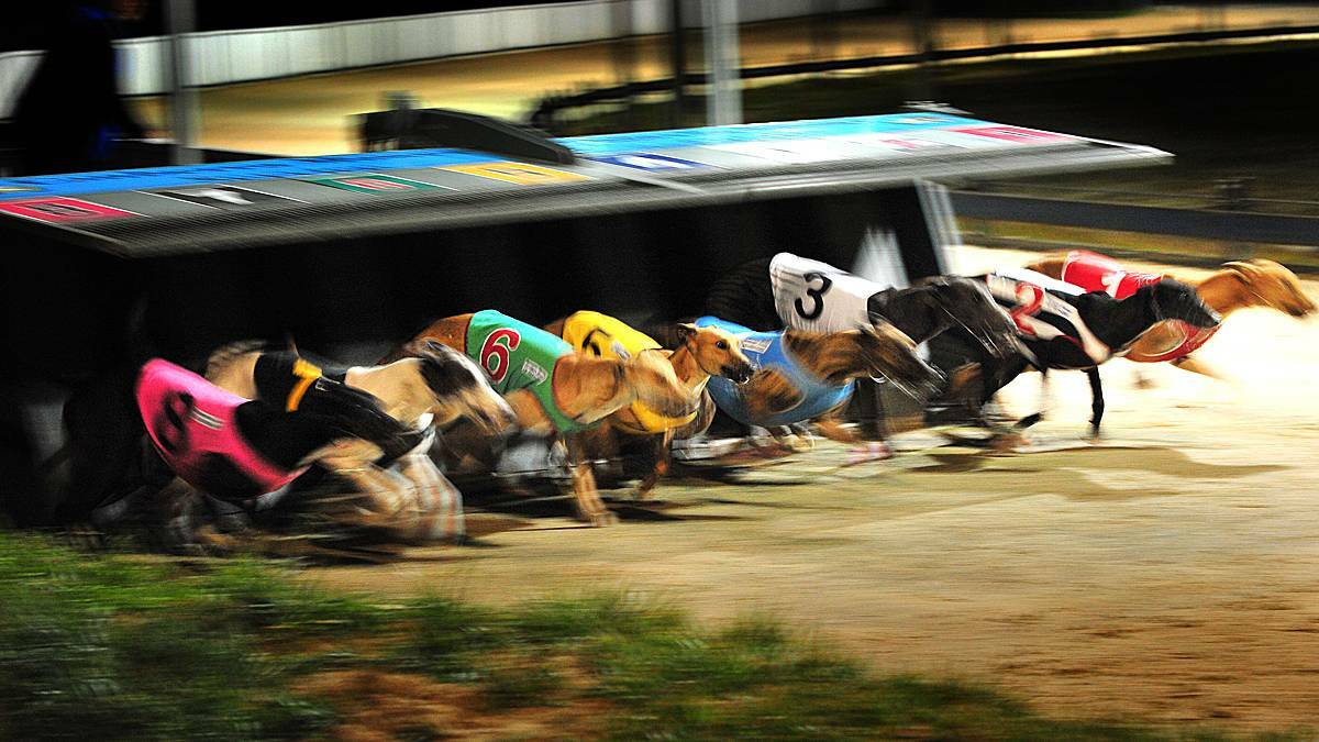 Seaham greyhound trainer charged with euthanasia drug possession