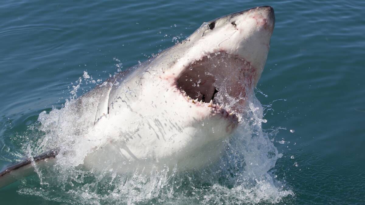 Shark drone trial at Redhead Beach