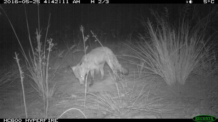 BAITED: Fox photographed at a bait mound during the Darawakh control project (image captured by motion-activated camera).