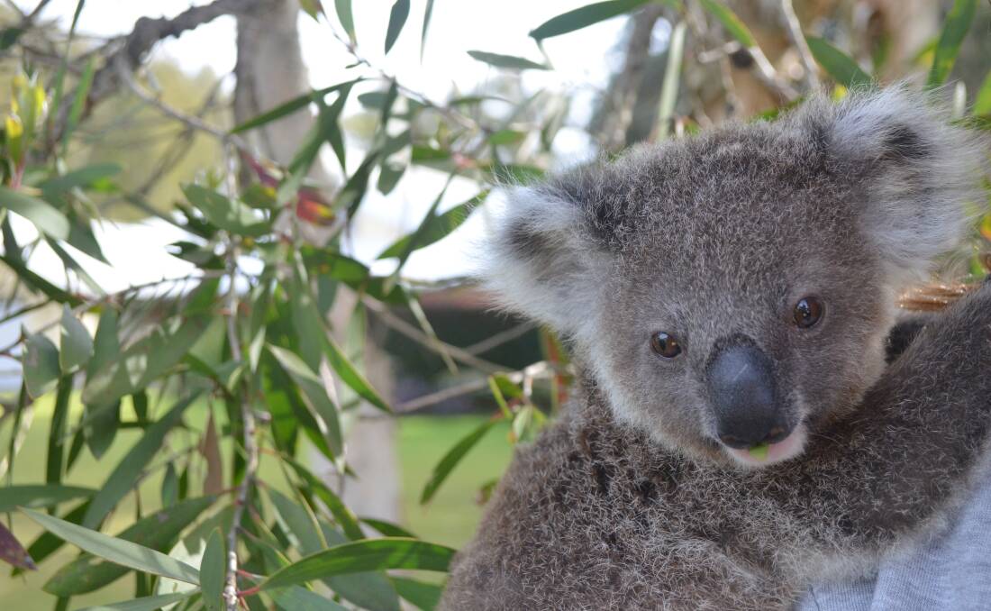 TIME FOR ACTION: Designated road crossings are imperative to help the survival of koalas in port Stephens, according to Guy Innes of Salamander Bay.