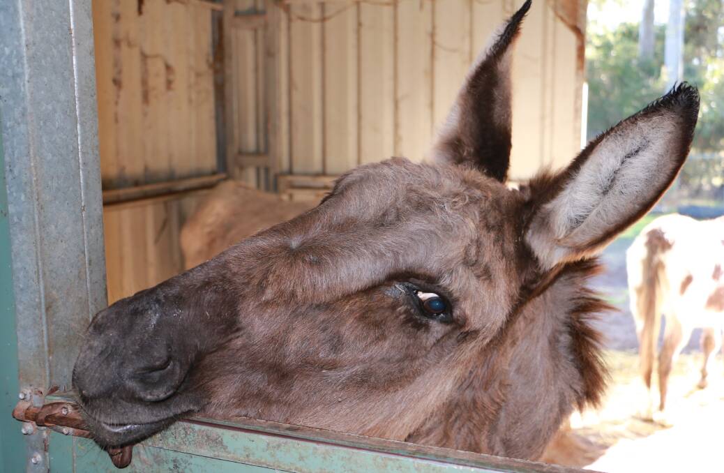 Meet the residents at the Good Samaritan Donkey Sanctuary which has sites near Clarence Town and Dungog.