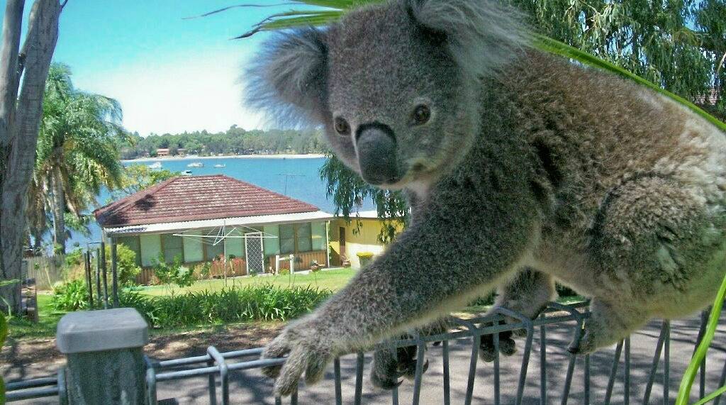 PRECARIOUS: Koalas cannot climb every type of fence, sheet metal styles particularly. This mesh style fence at Tanilba Bay is more friendly. Picture: Tom Flynn