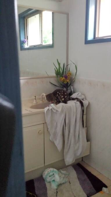 RAMPAGE: A tiger quoll made a noisy appearance in a Raymond Terrace bathroom. Picture: Supplied.