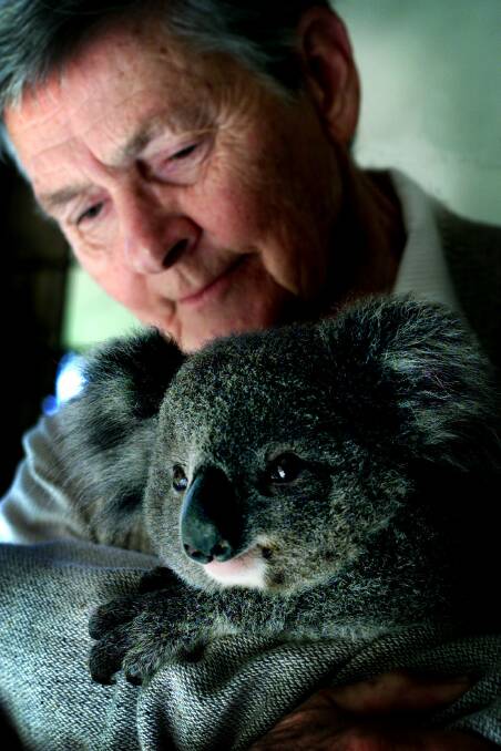 TIRELESS: 'Rosalie' the koala was June Welsh's last job as a carer, in 2003, bringing to a close 14 years with the Hunter Koala Preservation Society. Picture: Simone De Peak