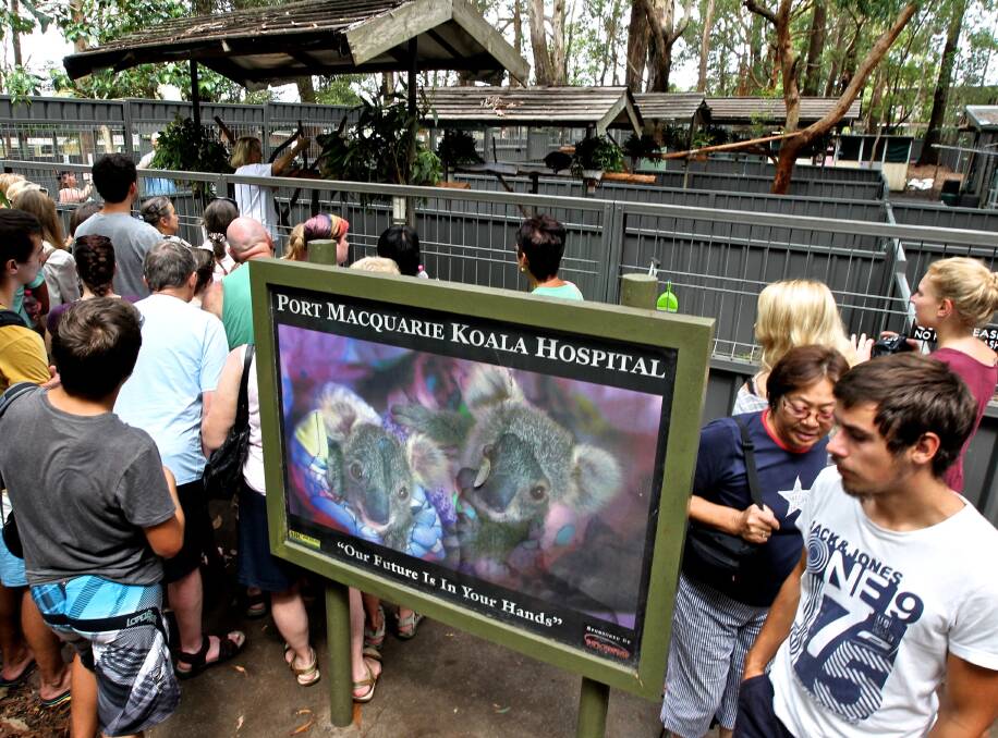 HAND-IN-HAND: The Port Macquarie Koala Hospital not only gives its patients critical care, it helps boost the koala preservation cause through education. Picture: Ben Rushton 
