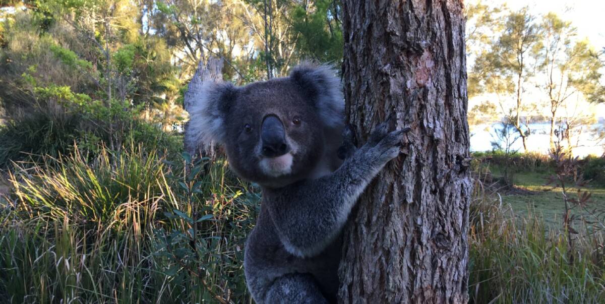 SPRING FLING: Salamander Bay resident Guy Innes snapped this photo of a male koala at a Salamander Bay beach near the Mambo Wanda Wetlands on Tuesday morning. Koalas actively seek mates in Spring. Picture: Guy Innes