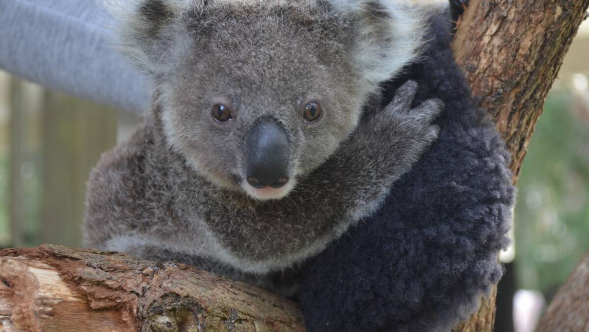 FIGHT FOR SURVIVAL: Wildlife ecologist Dr Chris McLean said if koalas aren't preserved in Port Stephens they'll be lost to the Hunter entirely. Picture: Sam Norris