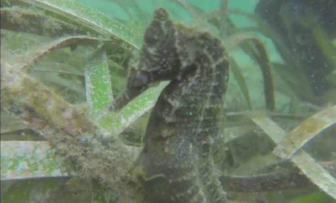 Male seahorse gives birth | VIDEO