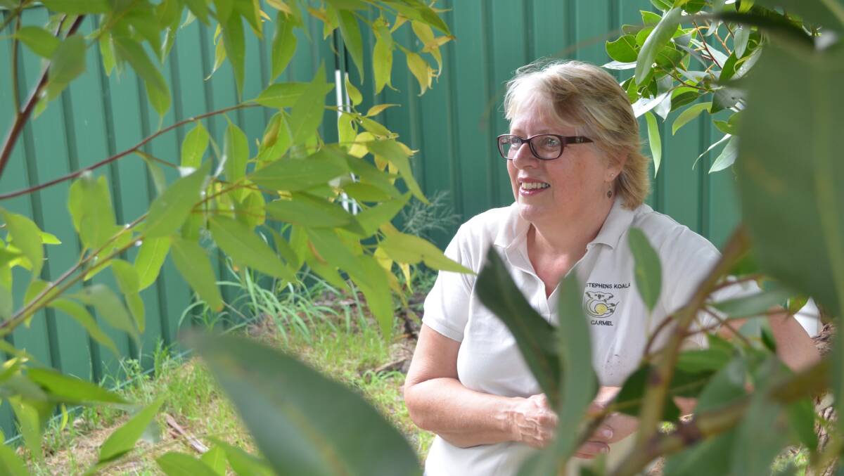 REFLECTION: Port Stephens Koalas president Carmel Northwood thinks back on her time as a carer and rescuer, which has led to her recognition as Port Stephens Local Woman of the  Year. Picture: Sam Norris