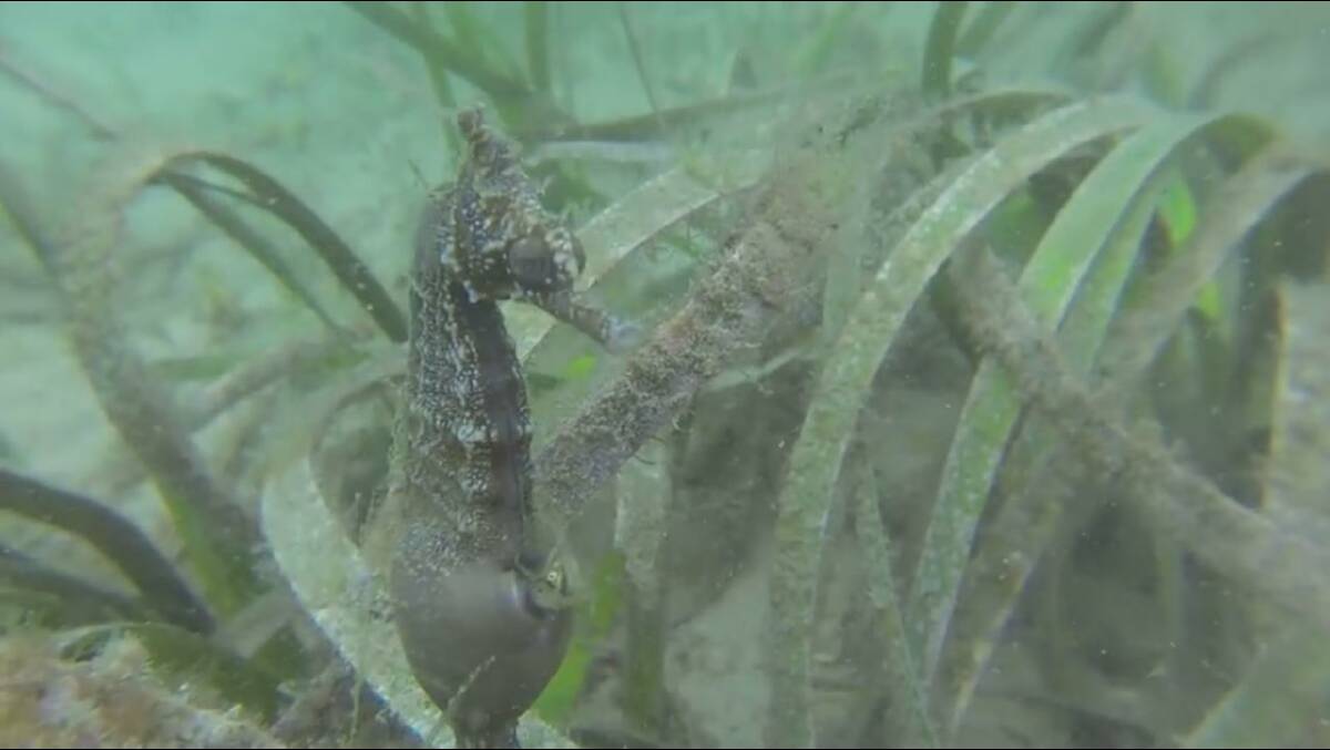 BABIES EMERGE: A male white's seahorse gives birth off Little Beach. Besides soft coral they can often be found in seagrass but it's rare to see a wild birth. 