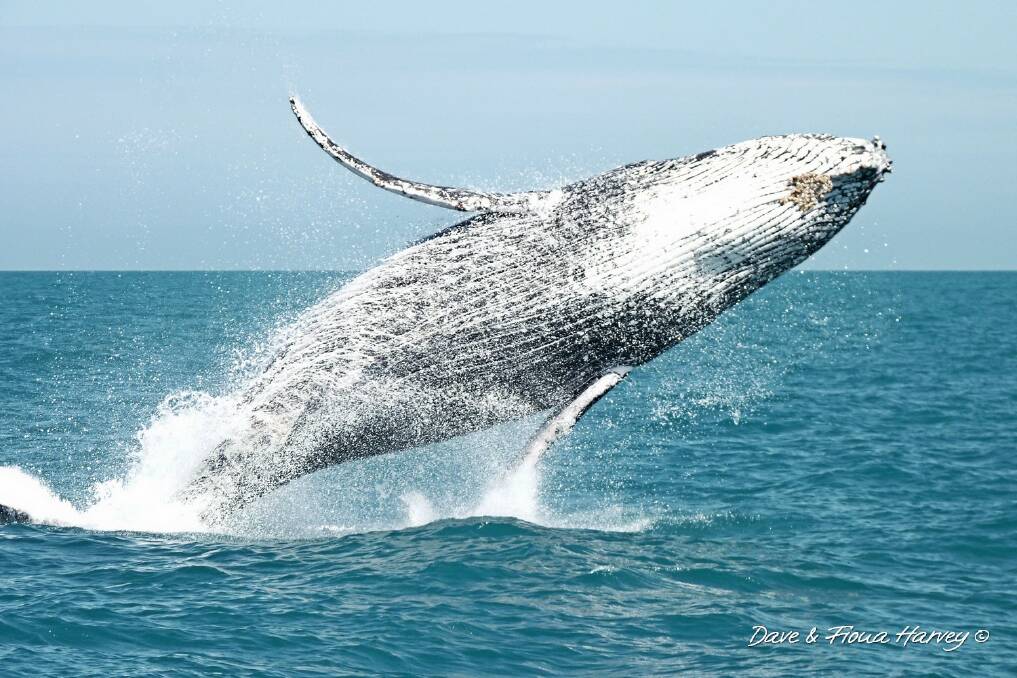 BREACH: Port Stephens rates well among Wyndham Resort's places to see whales. Picture: Dave and Fiona Harvey