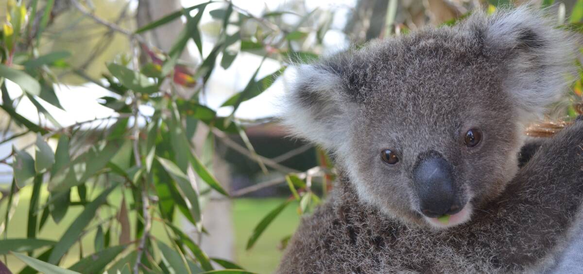 AT RISK: Little joey, Mason, is a prime example of what the Hunter Koala Preservation Society deals with daily. His mum was hit and killed by a car in June. Picture: Sam Norris
