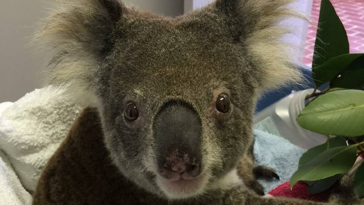 DESPERATION: Without help it's feared koalas will disappear from Port Stephens. Picture: Supplied