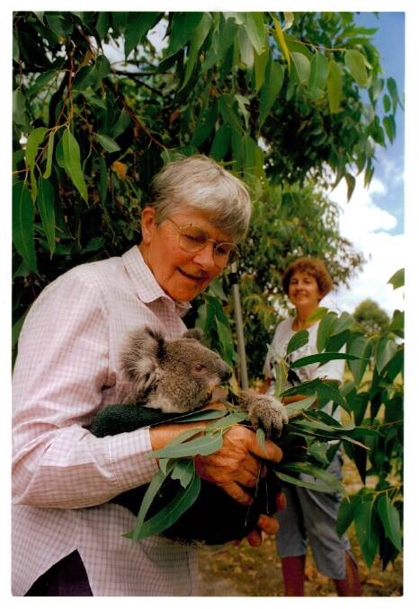MISSED: June Welsh with one of the many koalas she cared for over the years.