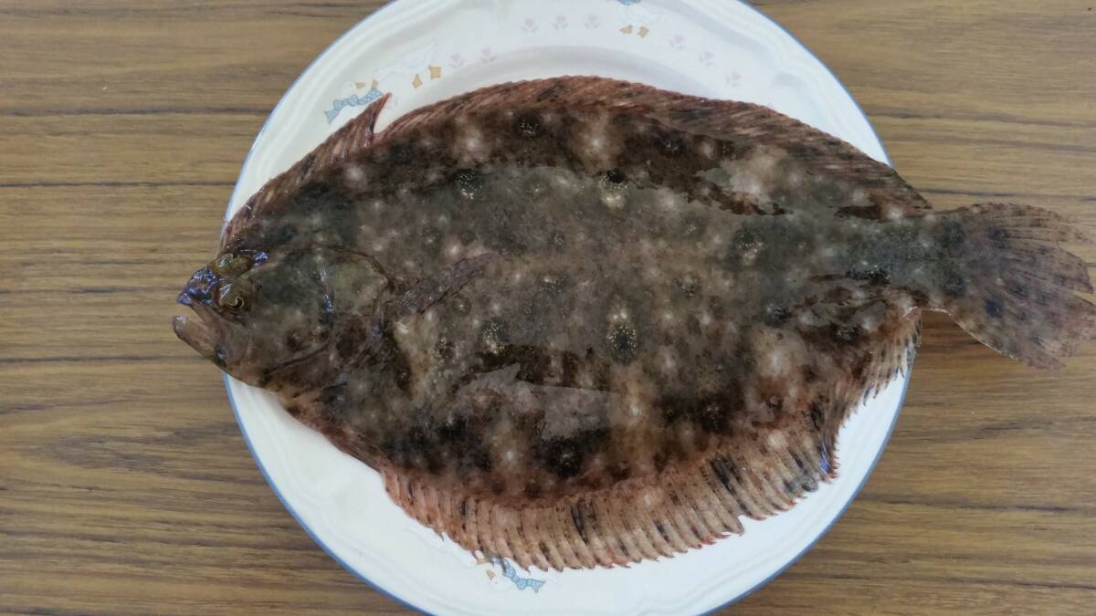 READY TO GO: Plate-sized flounder are great in the kitchen.