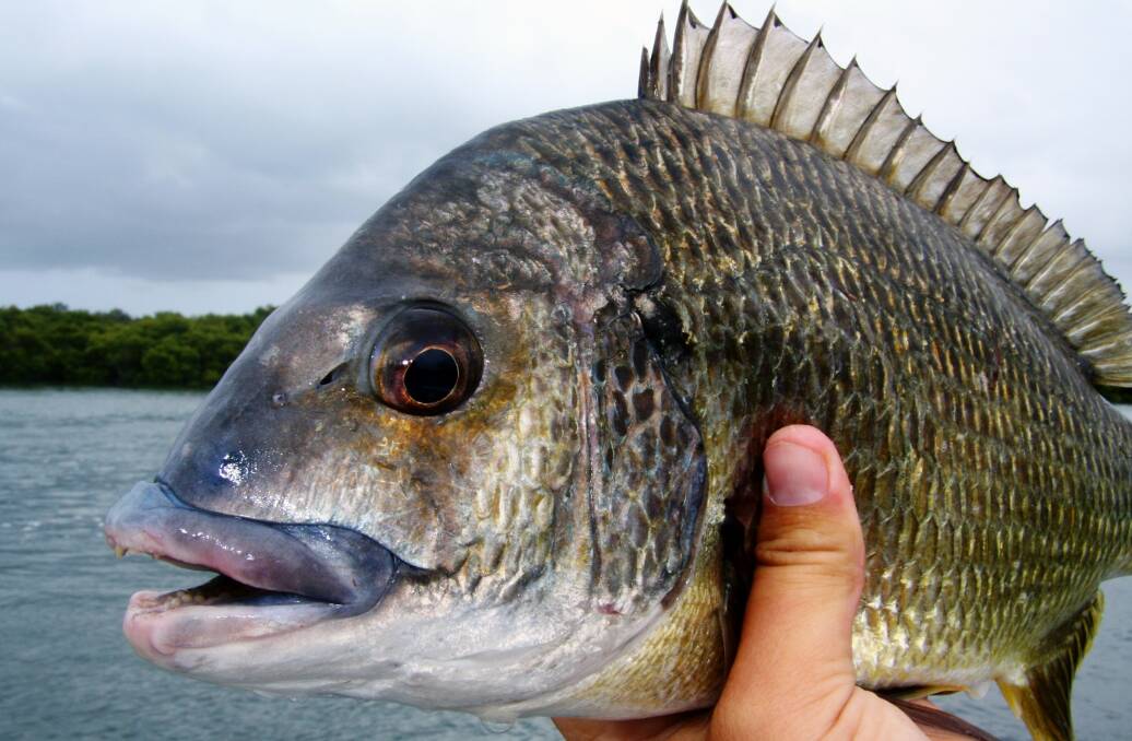 THE PRIZE: Take your fishing rod, because there are still plenty of bream at Grit Hole.