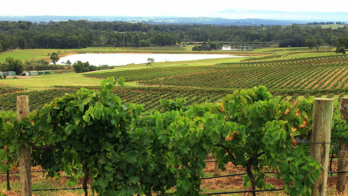 Tourism mecca: The Hunter's vineyards have played a major role in transforming the region's economy in recent years. Picture: Peter Stoop. 