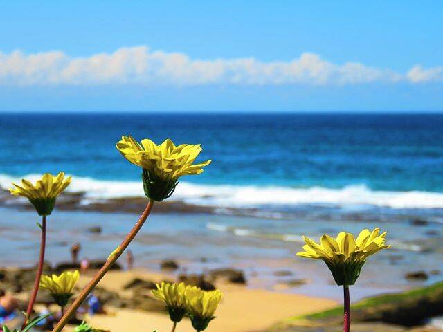 MORNING SHOT: INSTA @my3ajk Bar Beach #flowers #yellowflowers #beachside #barbeach #barbeachseries #newcastlensw#newcastle #coastal #beach #mynewcastle #abcmyphoto #wednesday #visitnewcastle