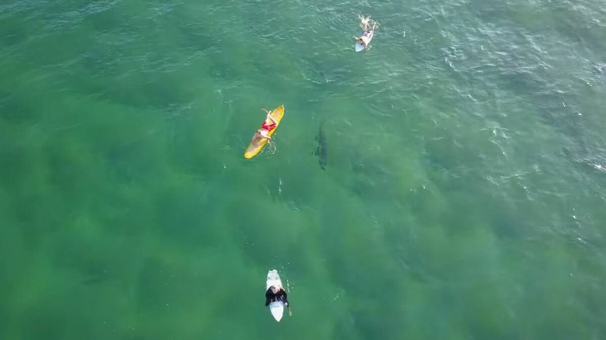 Shark drops in on drone operator