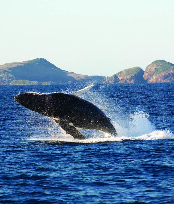 MAJESTIC: A breaching whale off Broughton Island. Port Stephens has great vantage points for whale watching. Picture: Ray Alley
