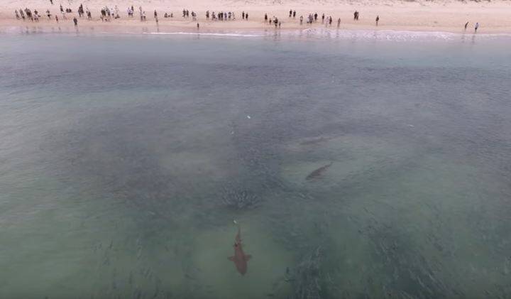 The schools of fish in Fingal Bay on Tuesday looked like a smorgasbord for sharks. Pictures: Tony Carrozzi