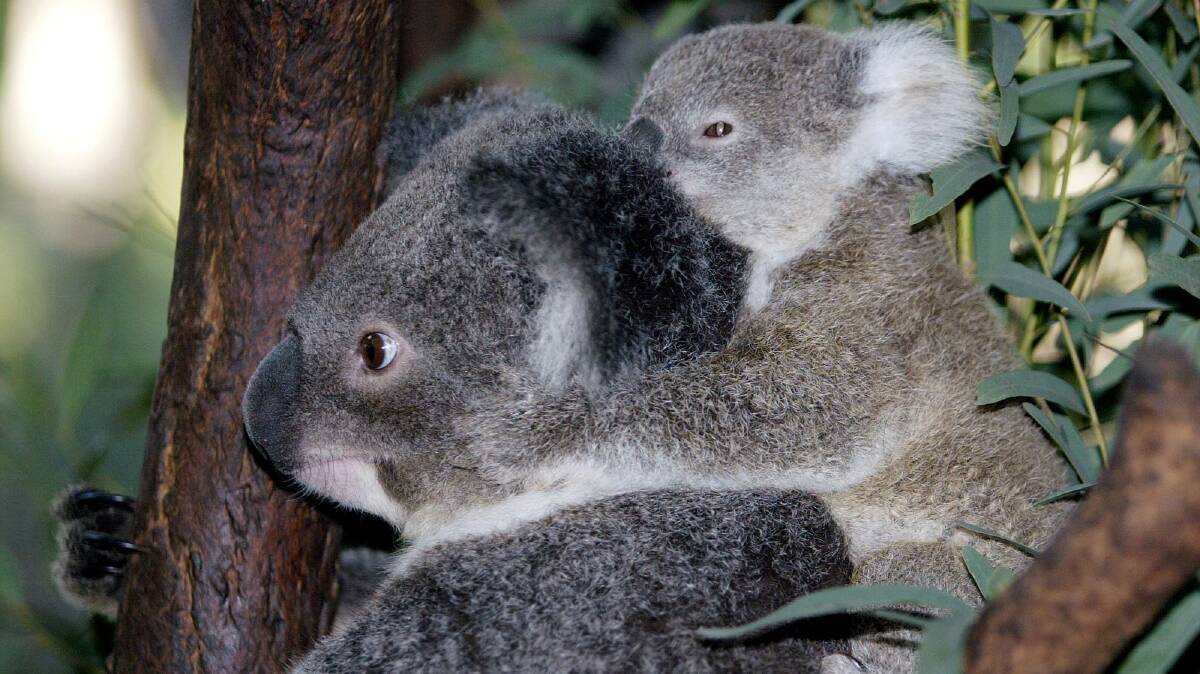 Native: Koalas are often spotted at Tilligerry, which is known for its beautiful scenery.