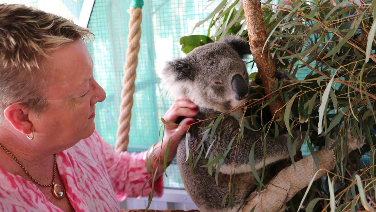 Koala carer Sue Swain with Dexter. Picture: Ellie-Marie Watts