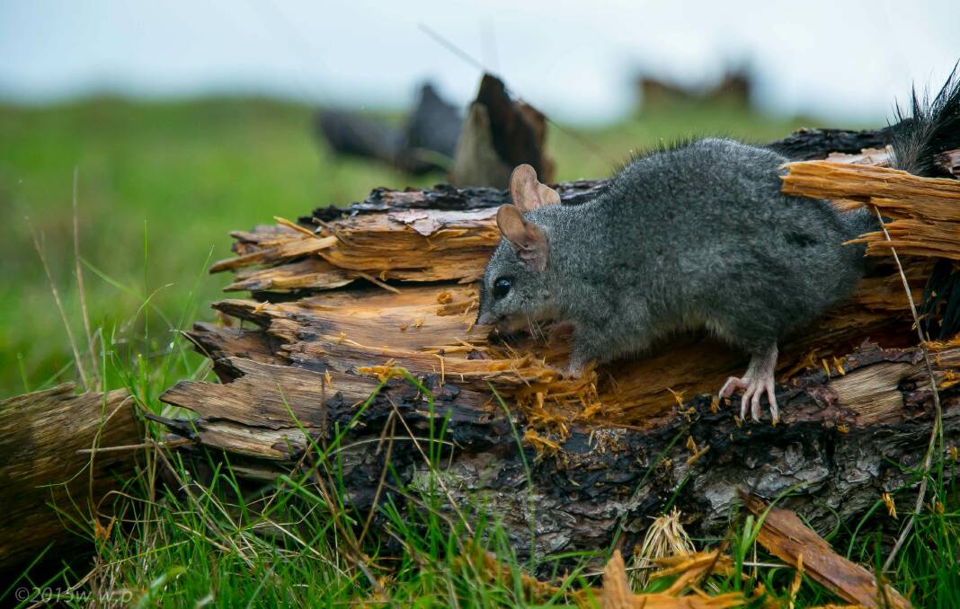 ENDANGERED: Brush-tailed Phascogale. Picture: Wayne Williams