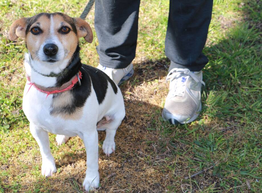 ENERGETIC: Gus, a six-year-old male Jack Russell, is available to adopt from Port Stephens Animal Refuge. Picture: Ellie-Marie Watts