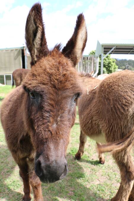 A morning out at the Good Samaritan Donkey Sanctuary, near Clarence Town. Pictures: Ellie-Marie Watts