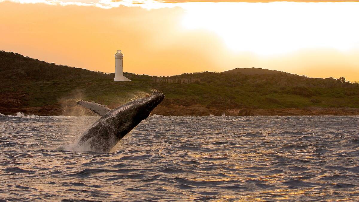 WILD: Whale at sunset in Port Stephens. Picture: Lisa Skelton/Imagine Cruises