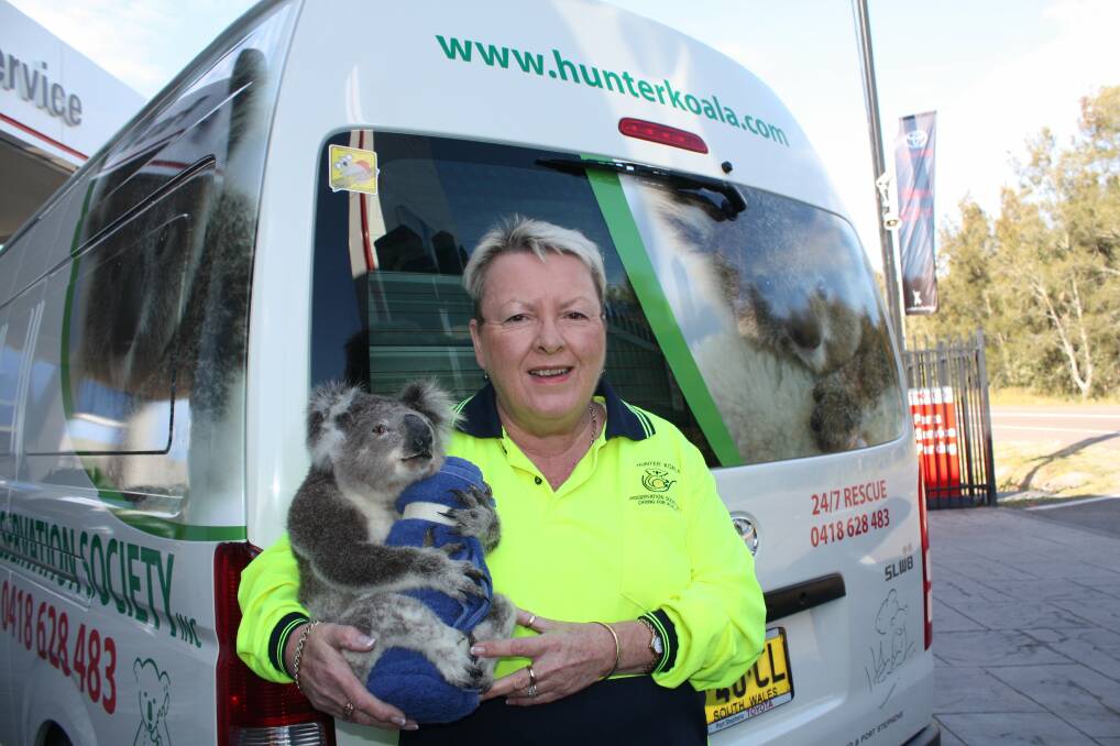 Sue Swain has a history of caring for the Port's koalas.