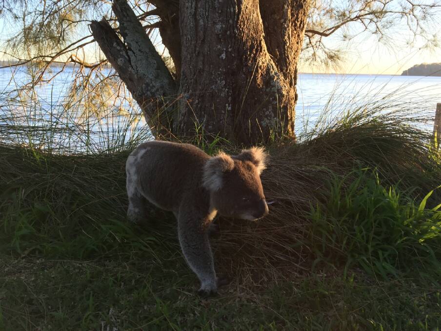 Salamander Bay resident Guy Innes snapped these photos of two koalas on the beach on Tuesday morning. Pictures: Guy Innes