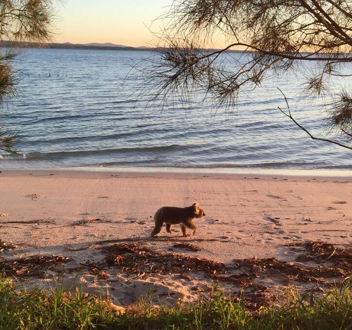 SPRING FLING: Salamander Bay resident Guy Innes snapped this photo of a female koala at a Salamander Bay beach on Tuesday morning. Pictures: Guy Innes