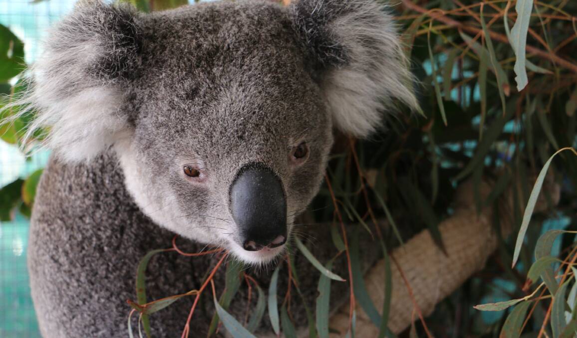 LUCKY: AT Dexter, a two-year-old male koala, was hit by a car along Port Stephens Drive in July which fractured the demur of his back right leg. Picture: Ellie-Marie Watts