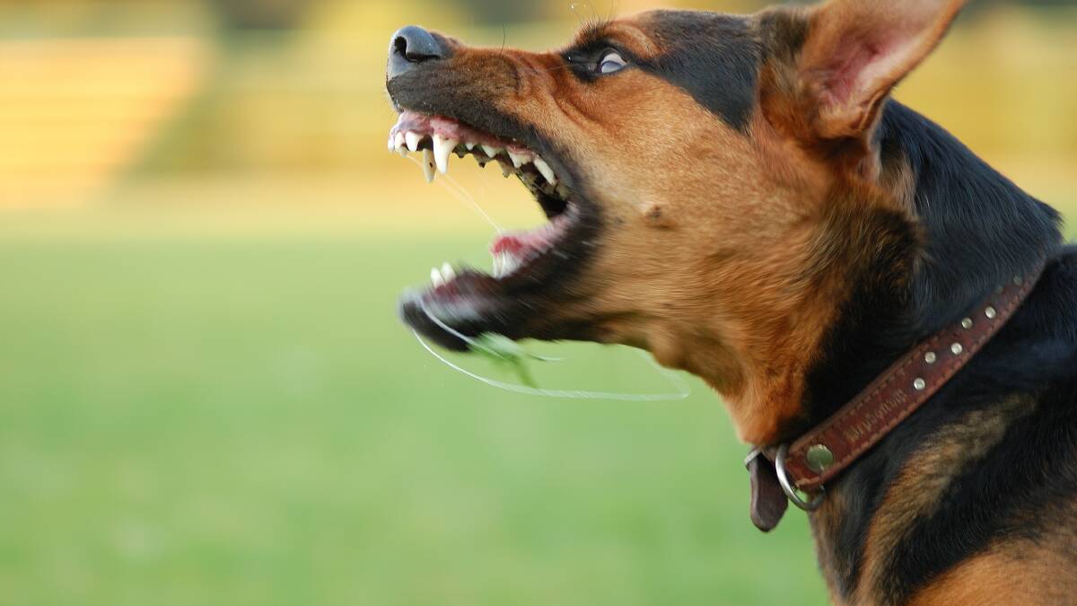Owners must take action on dog attacks