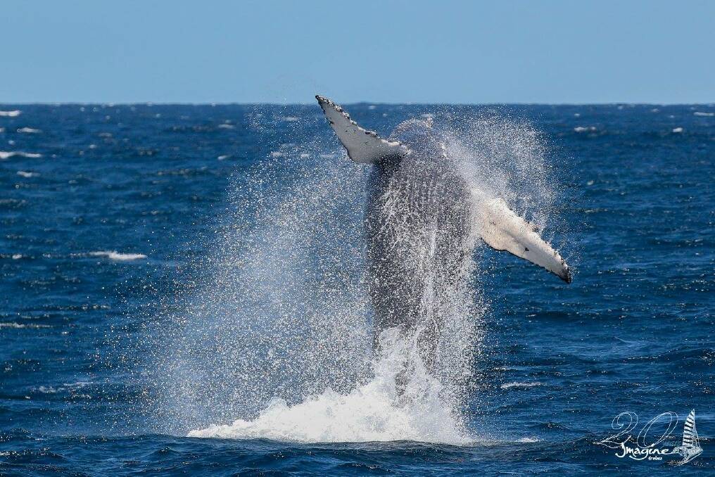 If you spot a whale let us know! Or better yet, send a photo to news@pse.fairfax.com.au.