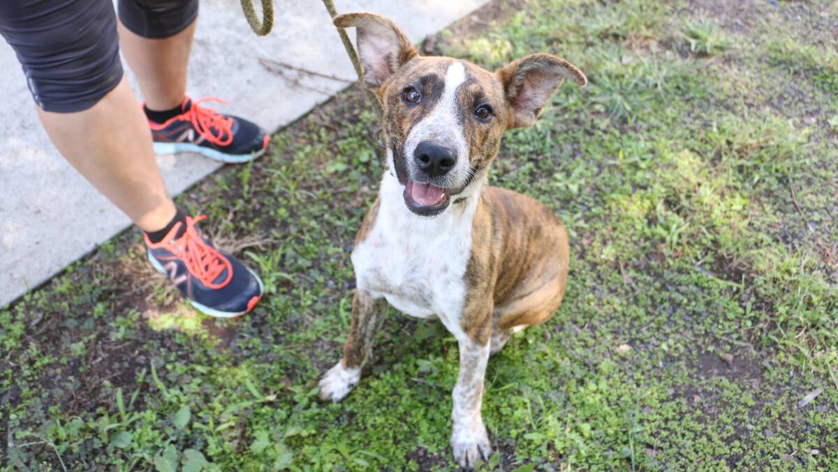 LOVING: This female staffy-cross was found wandering in Raymond Terrace. She is available to adopt from Port Stephens Animal Refuge. 