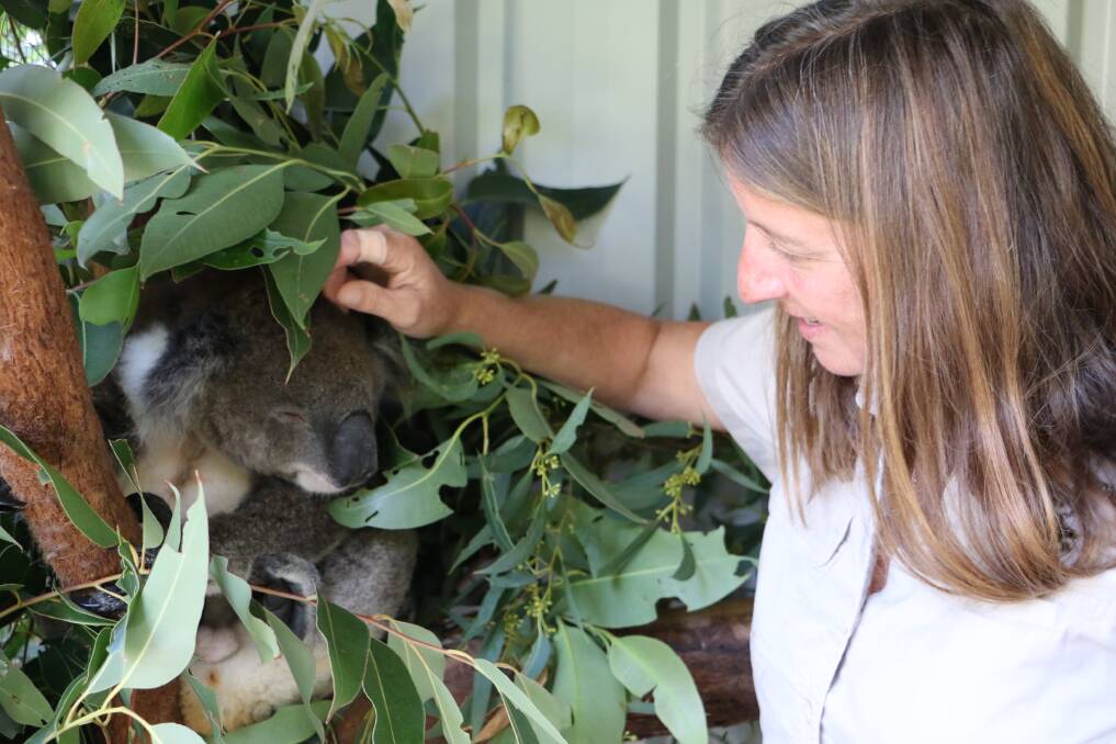CONSERVATION: Kevin with Port Stephens Koalas carer Julie Jennings in May 2017. Picture: Ellie-Marie Watts