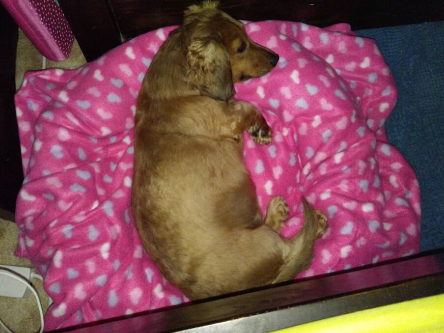 MISSING: Chloe, a four-year-old dachshund, has been missing from Tanilba Bay since September 1. Her owner, Karen Rouse, is desperate to find her.