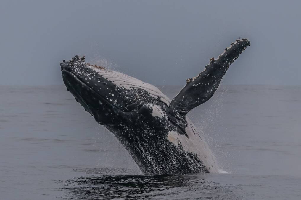 Send your 2018 Port Stephens whale watching photos to portstephens@fairfaxmedia.com.au.