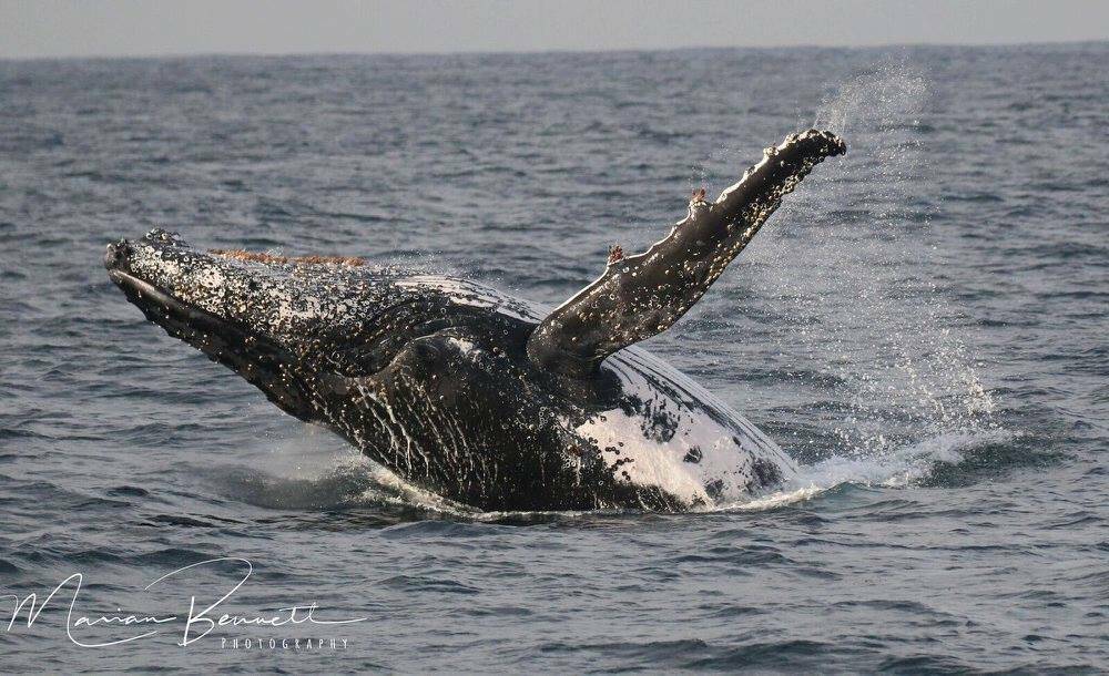 The first whales of the season are here. Add your photos to the Examiner gallery. Send them to news@pse.fairfax.com.au.