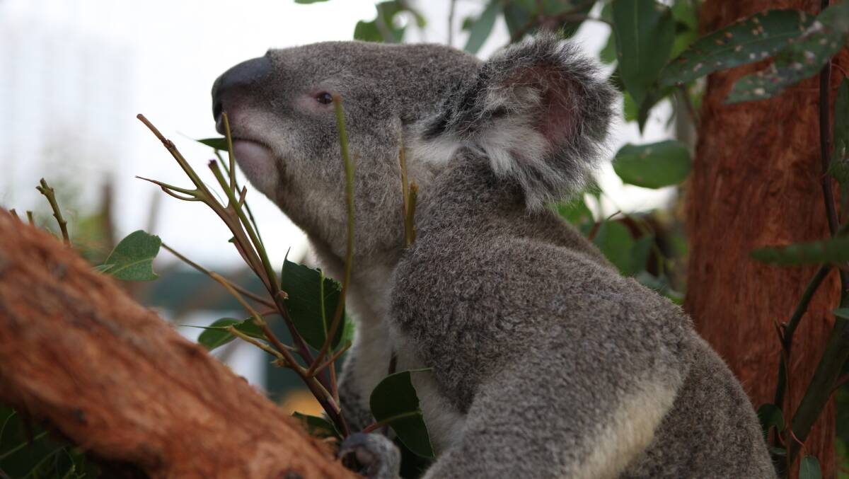 WORRIES: There are fears for the future of the koala habitat.