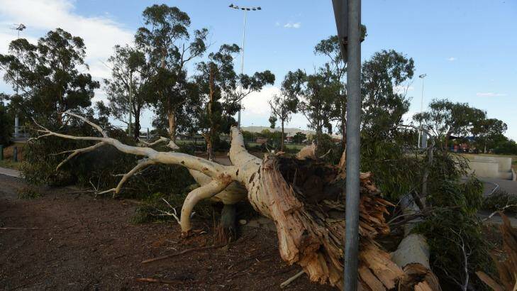Intense wind uprooted trees during the intense storm. Photo: Nick Moir