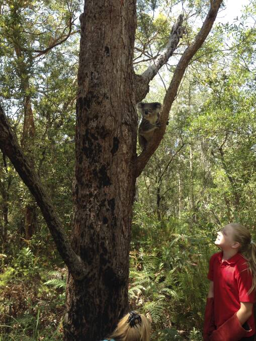FURRY FRIEND: Soldiers Point Public School year five student Jade Graham, 11, releases the rescued koala named after her.