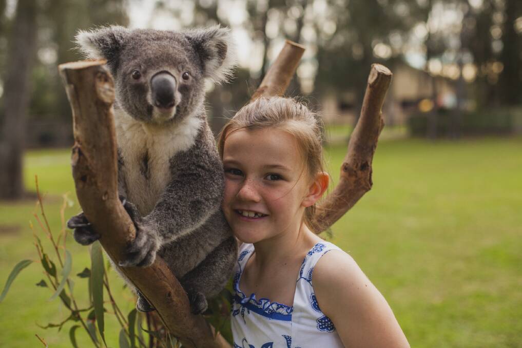 CUTE: Rebekah Sansom and Desmond the koala at Oakvale Farm and Fauna World.